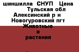 шиншилла  СНУП › Цена ­ 1 500 - Тульская обл., Алексинский р-н, Новогуровский пгт Животные и растения » Грызуны и Рептилии   